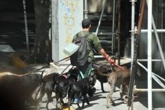 Dog walker.. They make a good salary walking numerous dogs daily.