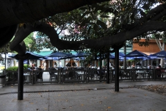 The Gomero was planted over 218 years ago by Don Martín José de Altoaguirre from a plant that he received from his brother Fray Fernando. Altoaguirre was an agronomist; besides the famous tree he had a huge collection of several species of trees. Nowadays, his collection is still to be visited in the Botanical Garden located in the Palermo neighborhood of Buenos Aires.