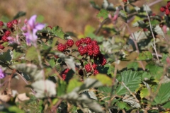 Wild rasberries gowi along the side of the road.