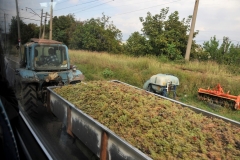 Grapes going to Market. We say goodbye to Azerbaijan as we get ready to leave the country to enter the country of Georgia. Thank you for the memories. They are all positive and good memories.
