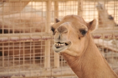 My new friend. A smiling Camel