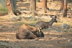 Takin - the national animal of Bhutan