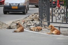Notice the wild dogs laying on the corner. Thousands and thousands of dogs roam free day and night. All night they bark and run. Day time they sleep. I made it my job to wake them all up in the day time as they kept me awake at night running in packs and packs of dogs barking all night long.