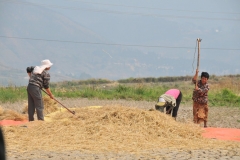 Women working hard in the fields