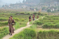 Children returning home from school through the rice fields