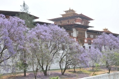 The trees are Jacaranda in full bloom