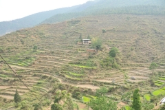 Rice fields from this village