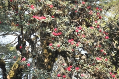 Rhododendron