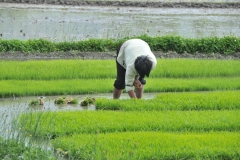 It is hard work in the rice fields