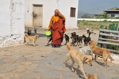 Monk feeding the stray dogs that bark all night at Kyichu Lhakhang Monastery