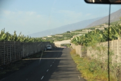 The British were the first to introduce the cultivation of bananas on La Palma in the Los Sauces valley in 1896. In the meantime, more than 100,000 tons of bananas are still produced per year on about 7,200 acres. Almost every usable area along the coast is used for banana plantations.