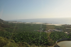 Bananas need a lot of water. Since La Palma is the wettest of the Canary Islands, it has the most irrigation water available, and the most banana plantations,