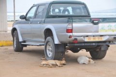 Nothing seems to move fast here as you can see.  Even the dogs are taking a siesta.