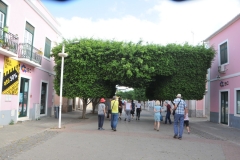 Interesting how the trees on both sides of the walkway grew over to form a sheltered walkway and cut flat on top.