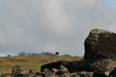 n most destroyed platforms, the statues lie face down with their hidden faces and their turned backs. However, in Ahu Akahanga, the 13 moai, which are between 5 and 7 meters in size, were knocked down both face-up and face-down. This allows to observe better its features and its carving. It is impressive to see these stone giants in such a vulnerable position, when once they stood proudly on their pedestal.
