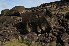 A legend says that after burying him under a mound of stones, Tu’u Maheke, the eldest son, cut off Hotu Matu’a’s head and buried it between some stones. Someone discovered it some time later, and after that the Ariki Tu’u Ko Ihu stole the skull of its last owner and hid it in his house in Ahu Te Peu. Finally it was recovered by the legitimate descendants of the king to benefit from the mana or spiritual power that emanated from such a precious object.