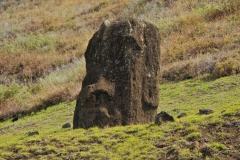 Moai are called "Easter Island heads" for two reasons. First, the statues' heads are disproportionately large: the average head-to-body ratio is 3/5. Second, many moai are buried to their shoulders, making them appear as only heads.