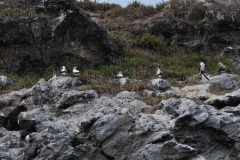 Birds on Motu Nui where the birdman would seek out the eggs