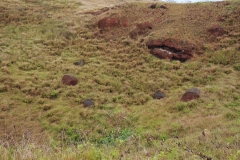 Discarded Pukao  in the field