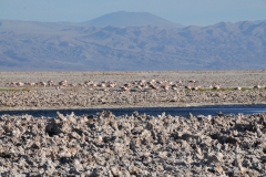 Los Flamencos National Reserve is a nature reserve located in the commune of San Pedro de Atacama, Antofagasta Region of northern Chile. The reserve covers a total area of 180,000 acres in the Central Andean dry puna eco region and consists of seven separate sections.