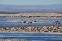 This reserve, created in 1990, consists of seven areas located in the town of San Pedro de Atacama. Each one of them has a different geography, flora, fauna and hydrography.