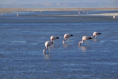 Tiny brine shrimp are super abundant in these waters! It's by eating these critters that the pink Chilean flamingos are able to maintain their definitive pink color,