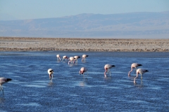 The jagged crust of the Salar de Atacama looks for all the world like God went crazy with a stippling brush. But in the midst of these rough lifeless crystals is an oasis of activity: the pungent Laguna Chaxa, about 25km southwest of Toconao and 65km from San Pedro, the Reserva Nacional Los Flamencos most easily accessible flamingo-breeding site.