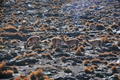 First sighting of Guanaco's