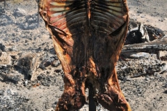 The lamb is cooked in this up right position with the heat in front of it.