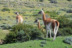 Guanaco