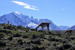 The national park has over 252,000 visitors per year. It is a popular hiking destination in Chile.