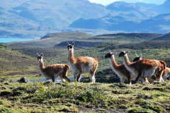 There are 15 species of mammals and the most commonly seen are the guanaco, above, (Lama Guanicoe) and the Chilla and Culpeo foxes. The huemul Andean deer and the puma, cougar, are less often sighted. Birdlife is abundant, with over 115 species recorded including the Andean condor with its wingspan of up to 9 feet.