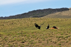 We were so fortunate to see several Condors along the highway with a kill. The condor is the national bird of Chile and appears alongside the huemul deer on the Chilean coat of arms, which gives us some idea of its importance as a symbol of Chile. With a wingspan of up to 9 feet 6 inches you’d think that it’d be pretty easy to catch a glimpse of this king of birds at some point during your Chile tour. It has long been revered by Chile’s indigenous communities, today the condor finds itself in decline in the wild. That means that it’s entirely possible to take a tour of Chile without ever crossing paths with this most iconic of Chilean birds.