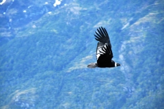 For the second time on this trip we view up close a Condor in flight.  I was one of the only photographers to catch this magnificent bird in flight.
