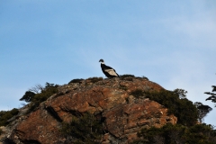 Another Condor looking over our arrival into their habitat.