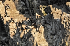 Magellanic Cormorant birds