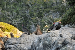 Seals and Turkey Vultures resting on rocks