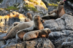 Seals resting in the last light of of the day on rocks