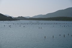 After leaving Dubrovnik, driving along the highway,  we discover, on both sides of the highway,  commercial oyster beds and stop to inspect.  