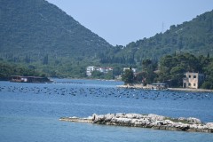 This area is renowned for producing Ostrea edulis , European flat oyster, cultivated using ropes that hang from floating barrels or structures in the water,