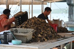 Oyster farming has a deep history in the region, with documented cultivation since the 16th century. 
