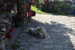 The dog over did himself last night and was still sleeping.. 