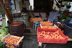 These apricots were just picked. They were so sweet. I kept returning for "just one more" I kept telling myself I knew if I did not stop eating them I  could have a potential disaster later in the day on the road.  Oh... they were were soooo good. 