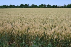 Good looking crop ready to be harvested, This is behind all the buildings we saw on the street with no cars.