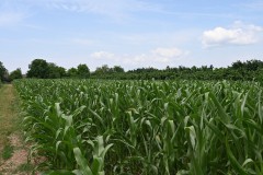 Healthy looking corn crop