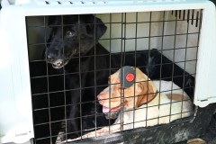 His two well trained truffle hunting dogs. 