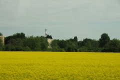 Rapeseed also know as oil seed rape, we saw it growing in the Romanian Countryside.  It is grown for the production of animal feed, edible vegetable oils and is used as diesel fuel.