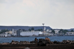 Stark contract with camels in the foreground and docks in the rear of the photo.