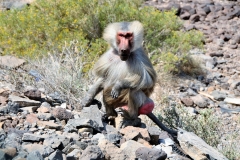 The hamadryas baboon is native to the Horn of Africa
