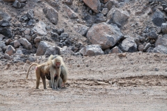 A rare sight by the side of the road two hamadryas baboons.